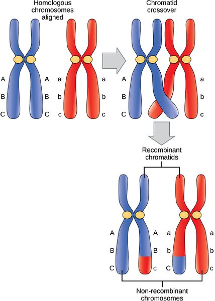 Main Difference - Homologous vs Non-homologous Chromosomes 