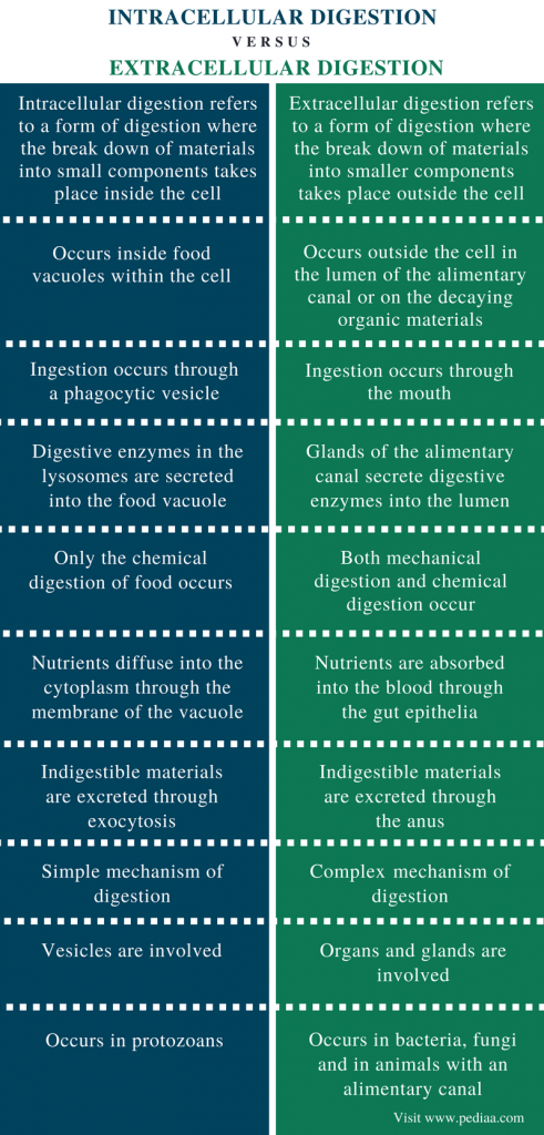 Difference Between Intracellular And Extracellular Digestion Definition Type Place Of