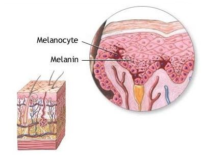 Main Difference - Keratinocytes vs Melanocytes