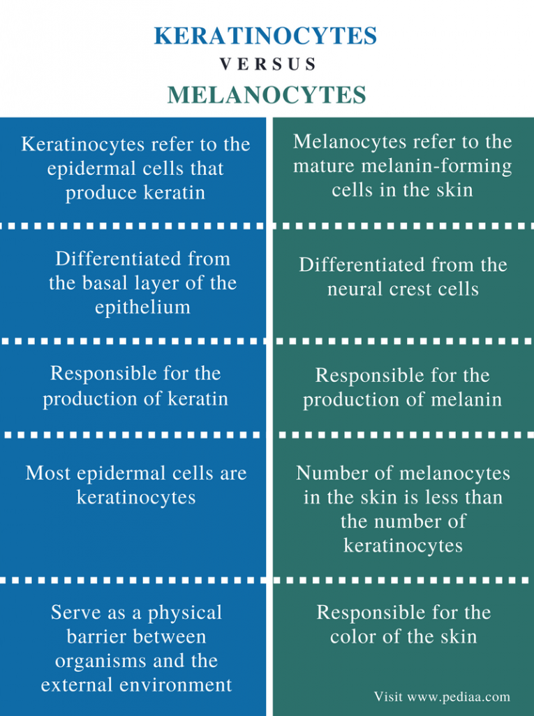 Difference Between Keratinocytes and Melanocytes Definition