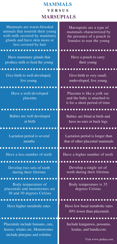 Difference Between Mammals and Marsupials | Definition, Facts