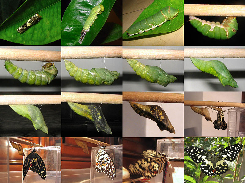 Difference Between Molting and Metamorphosis | Definition, Stages, Examples  and Differences