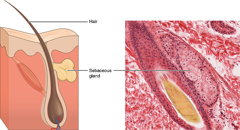 Difference Between Sebaceous Glands and Sweat Glands 