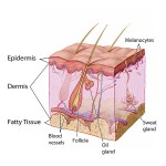 Difference Between Sebaceous Glands and Sweat Glands | Definition ...