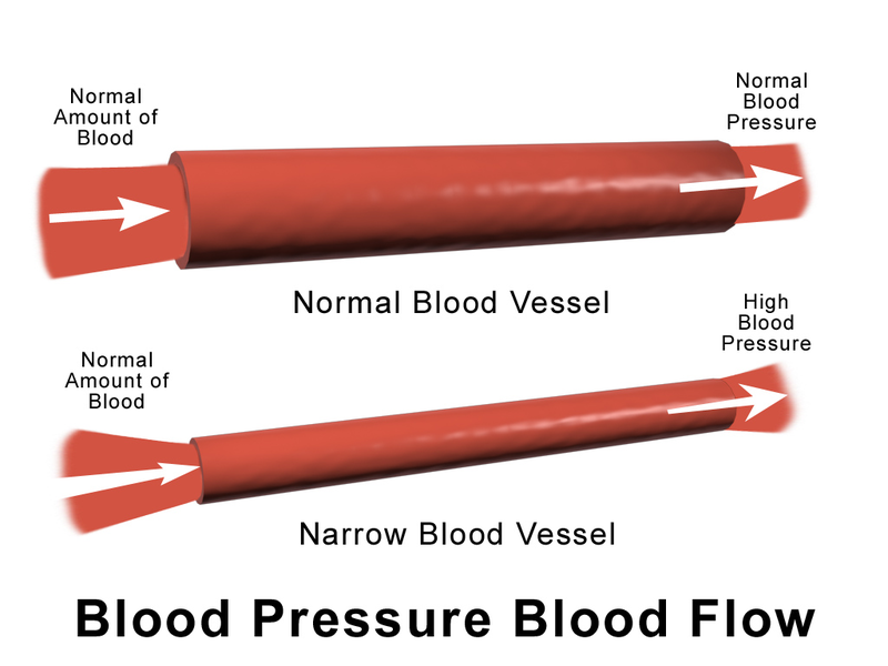 blood vessel meaning