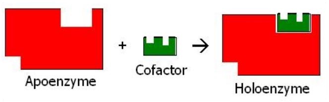 Difference Between Apoenzyme and Holoenzyme | Definition, Facts, Types ...