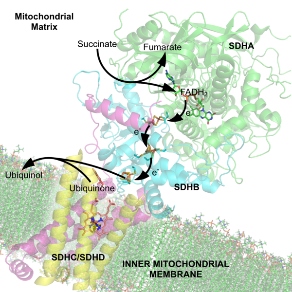 Difference Between Apoenzyme and Holoenzyme | Definition, Facts, Types ...