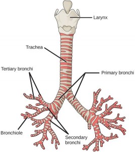 Difference Between Bronchi and Bronchioles | Definition, Structure ...