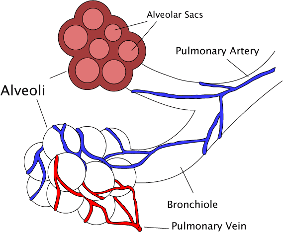 Main Difference - Bronchi vs Bronchioles