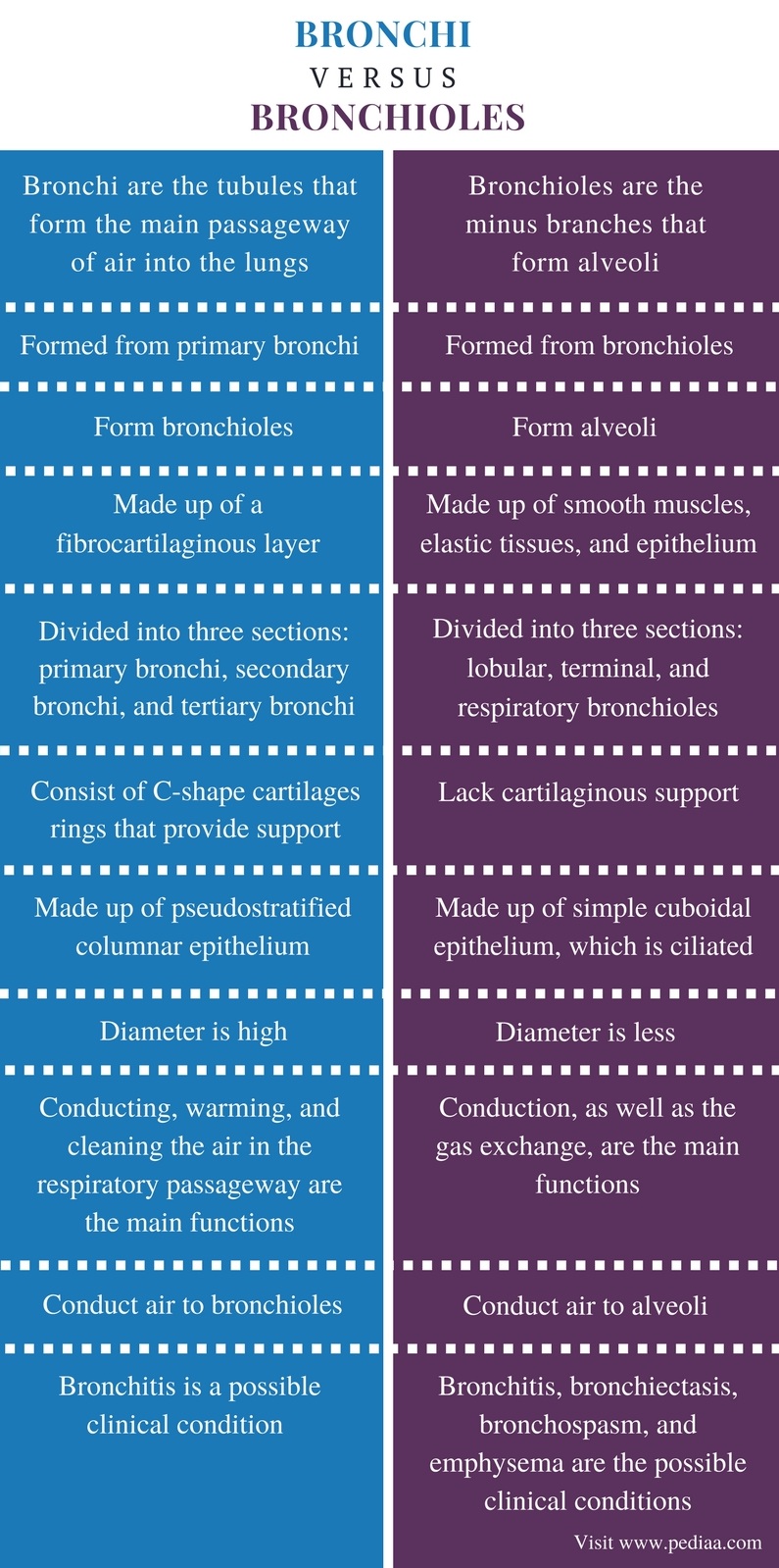 Difference Between Bronchi and Bronchioles | Definition, Structure