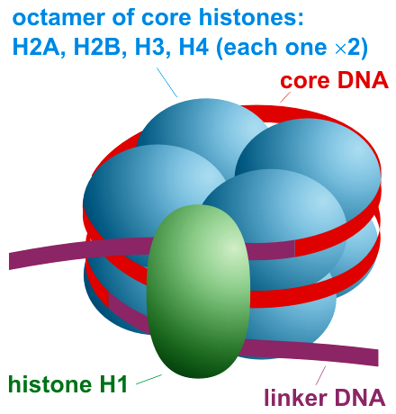 Difference Between Chromatin and Nucleosome | Definition, Structure ...