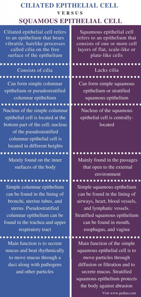 Difference Between Ciliated Epithelial Cell and Squamous Epithelial