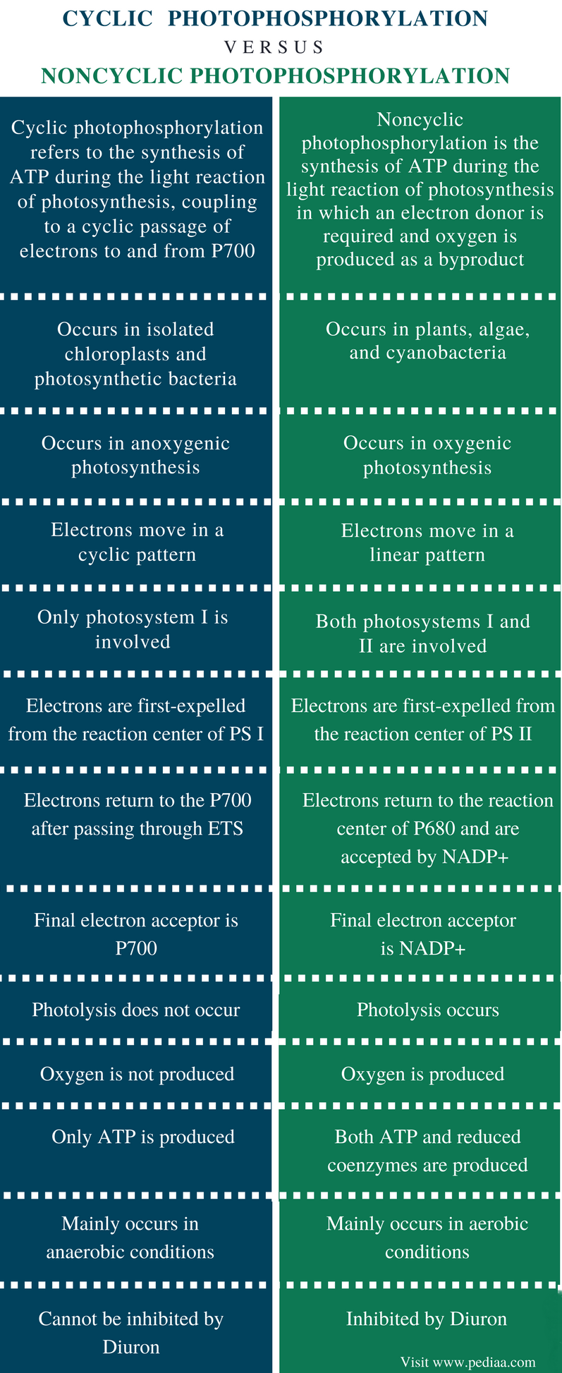 difference-between-cyclic-and-noncyclic-photophosphorylation