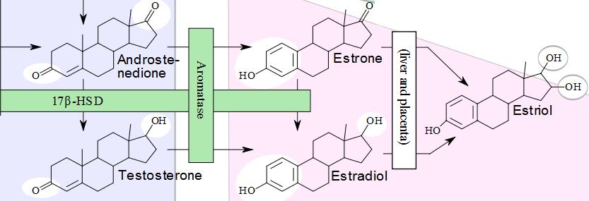 Main Difference - Estriol vs Estradiol