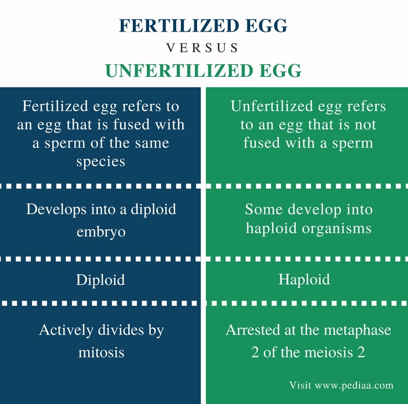 Difference Between Fertilized and Unfertilized Egg - Comparison Summary
