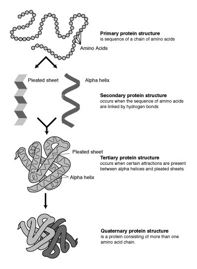 Difference Between Gene and Protein - Figure 3