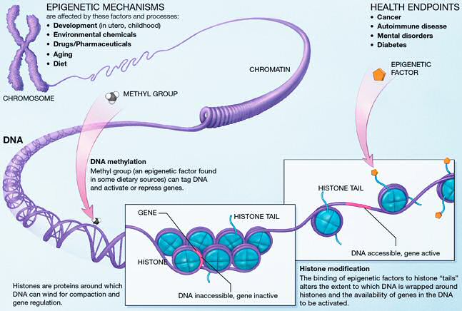 Difference Between Genetics and Epigenetics 