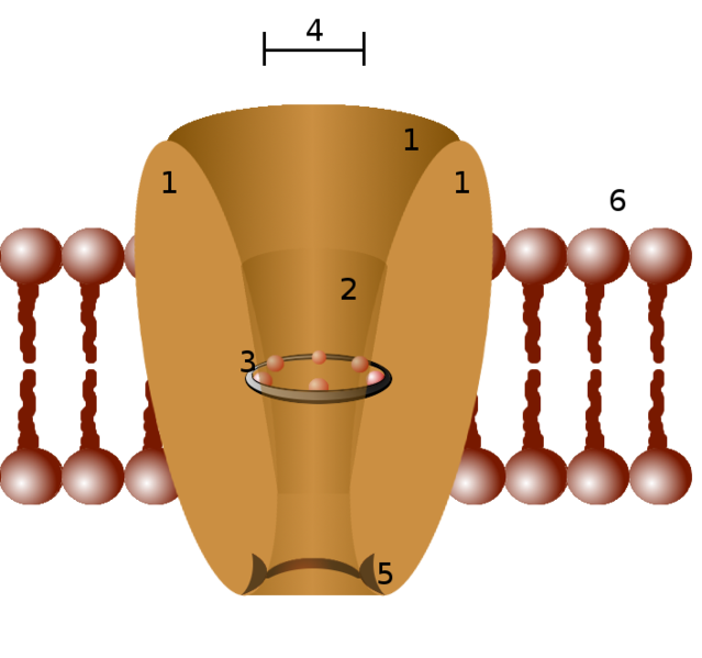 Difference Between Ion Channel And Transporter | Definition, Facts ...