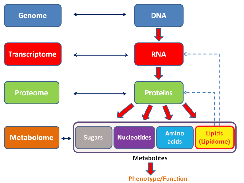 Difference Between Metabolomics And Metabonomics Definition Analysis