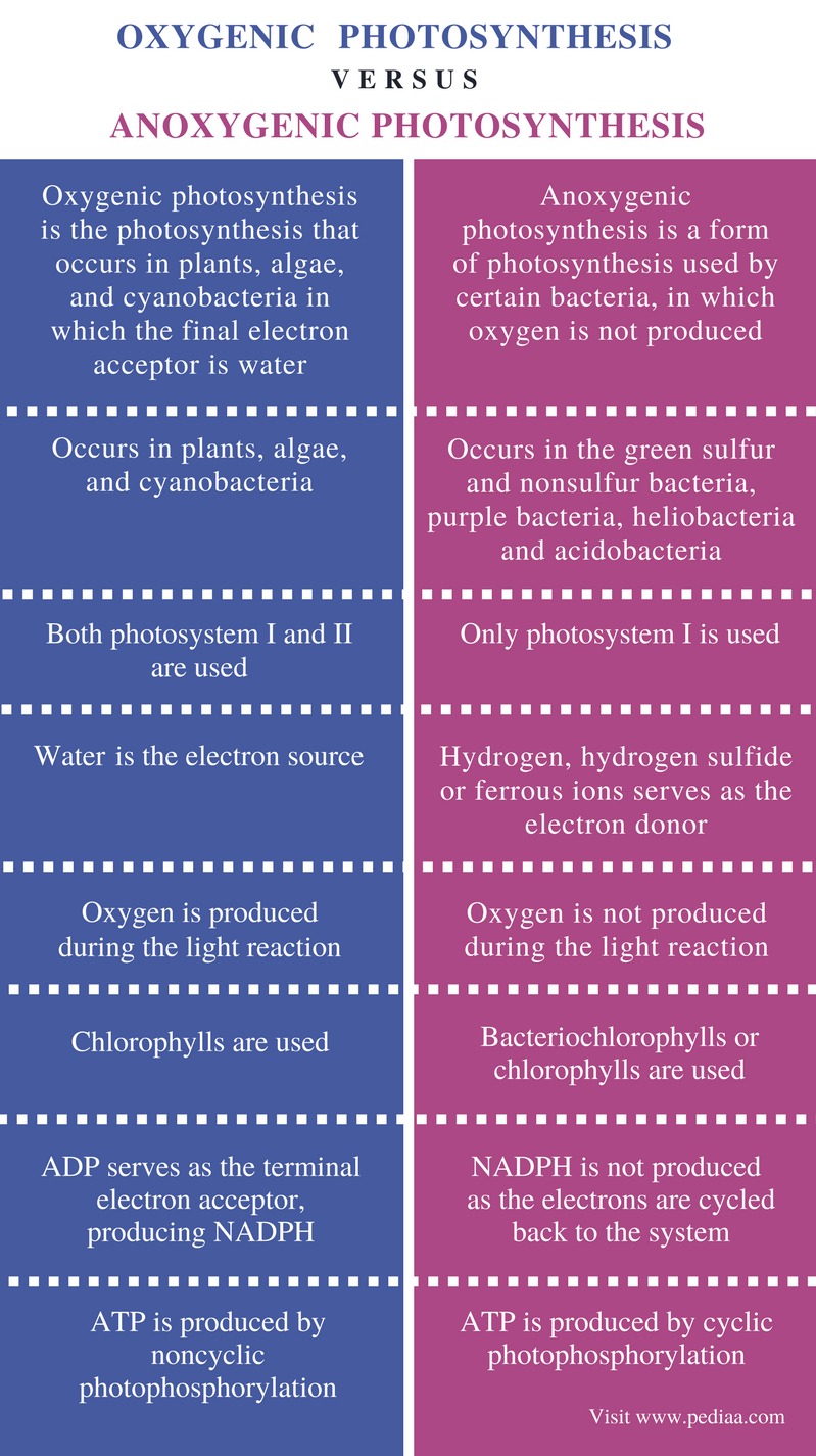 Difference Between Oxygenic and Anoxygenic Photosynthesis - Comparison Summary