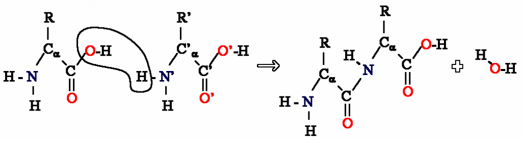 Difference Between Polyamide and Polyimide