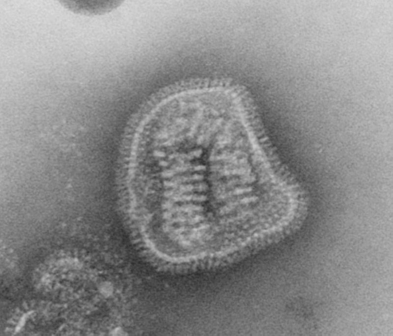 Difference Between Positive and Negative Sense RNA Virus
