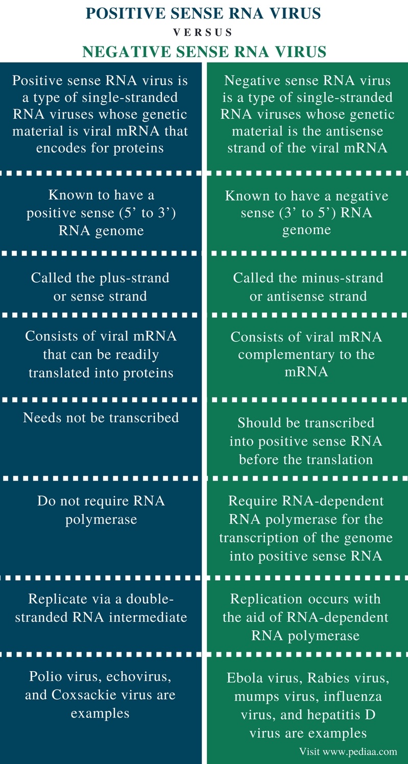 Difference Between Positive and Negative Sense RNA Virus | Definition ...