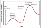Difference Between Primary and Secondary Immune Response | Definition ...