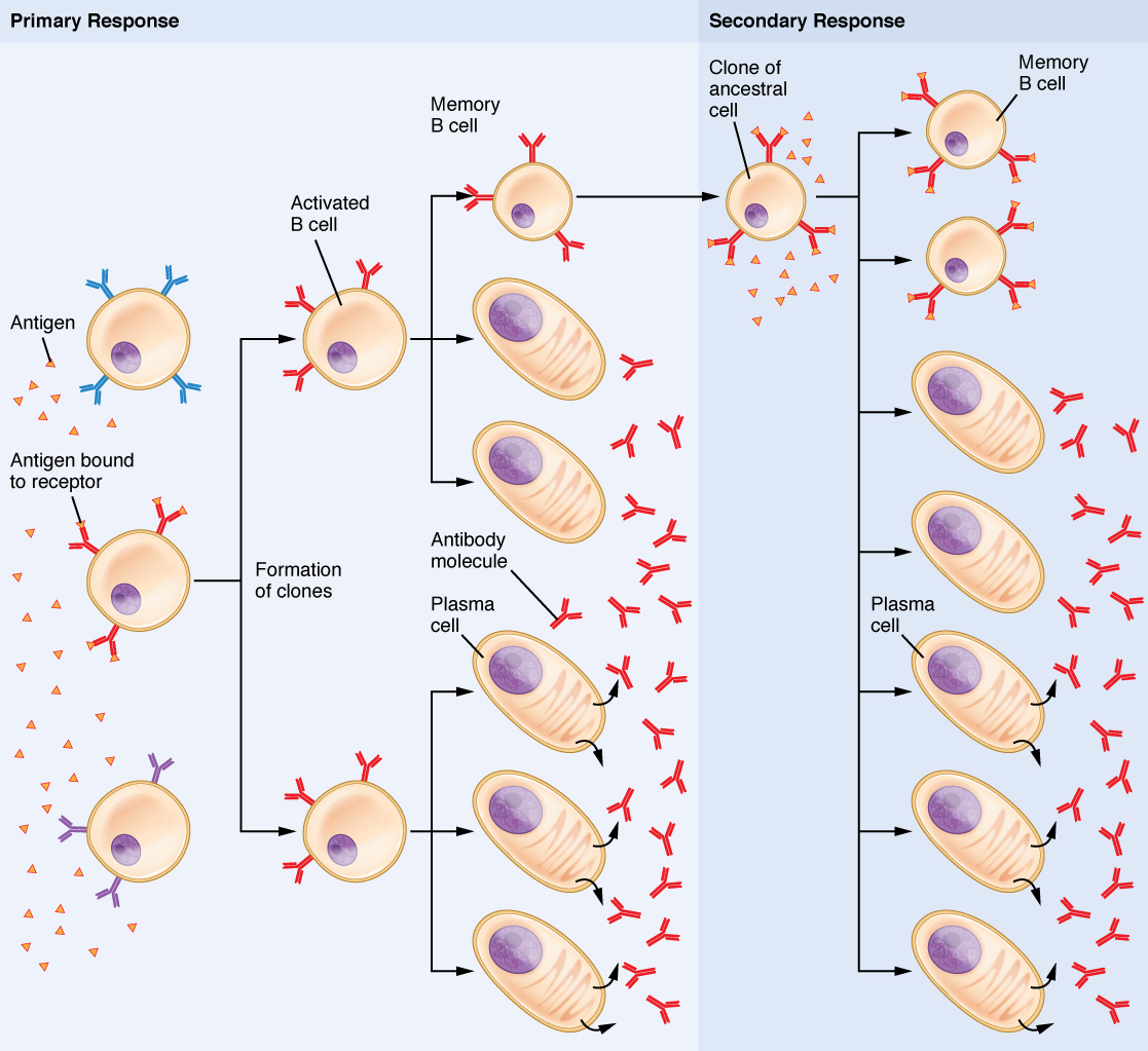 Difference Between Primary and Secondary Immune Response