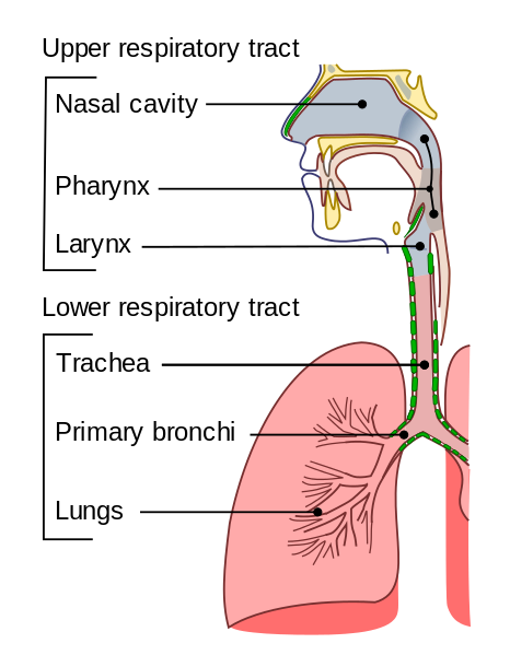 Difference Between Upper and Lower Respiratory Tract | Definition ...