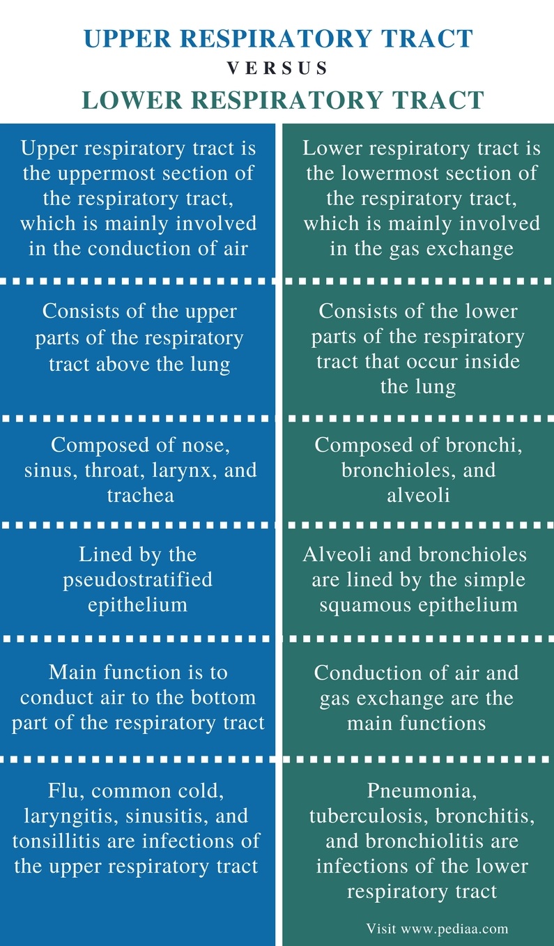 difference-between-upper-and-lower-respiratory-tract-definition