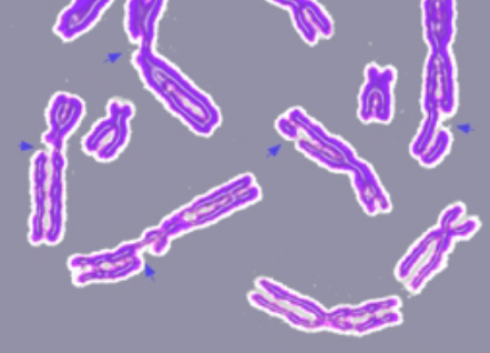 How Can Damaged DNA be Repaired_Figure 1