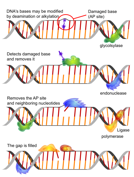 How Can Damaged DNA be Repaired 