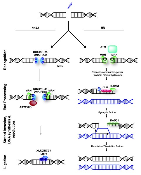 How Can Damaged DNA be Repaired - Pediaa.Com