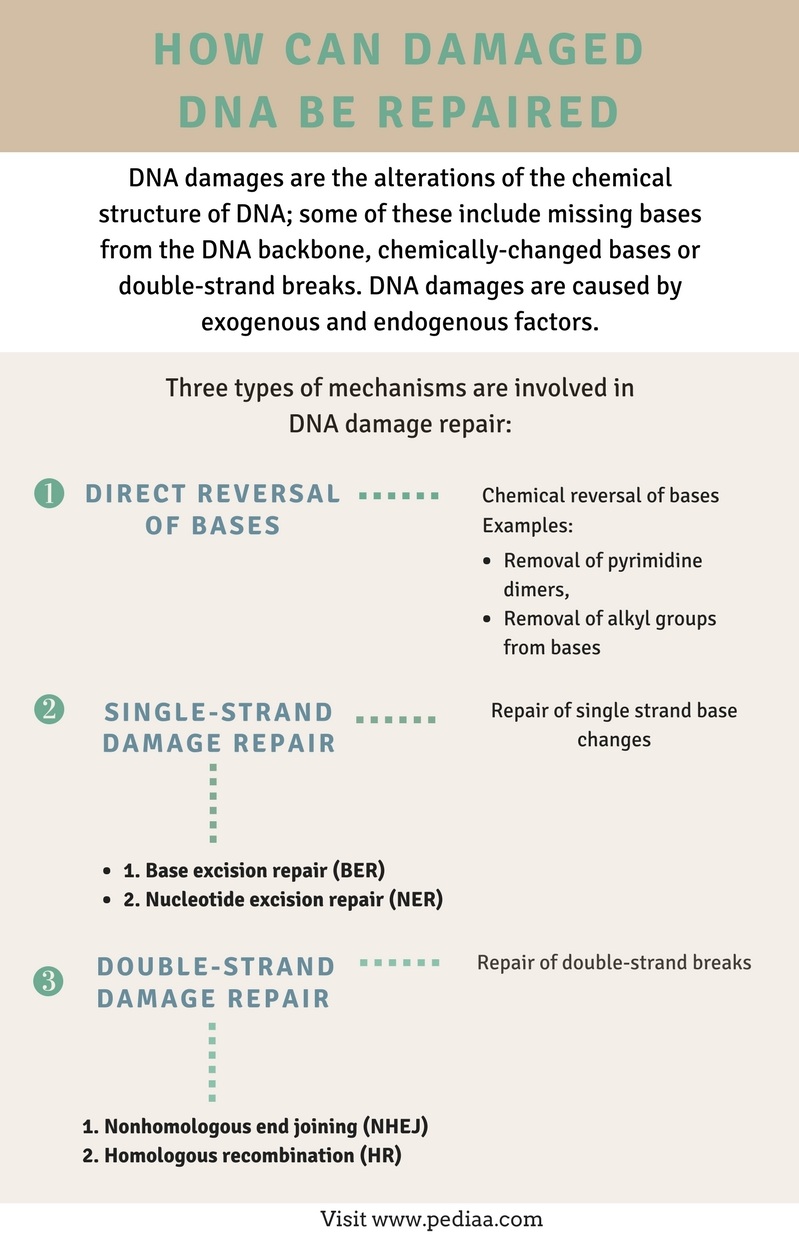 How Can Damaged DNA be Repaired - Infographic