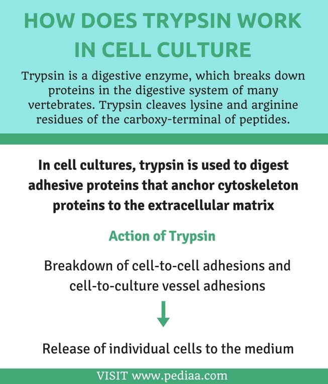 how-does-trypsin-work-in-cell-culture-pediaa-com