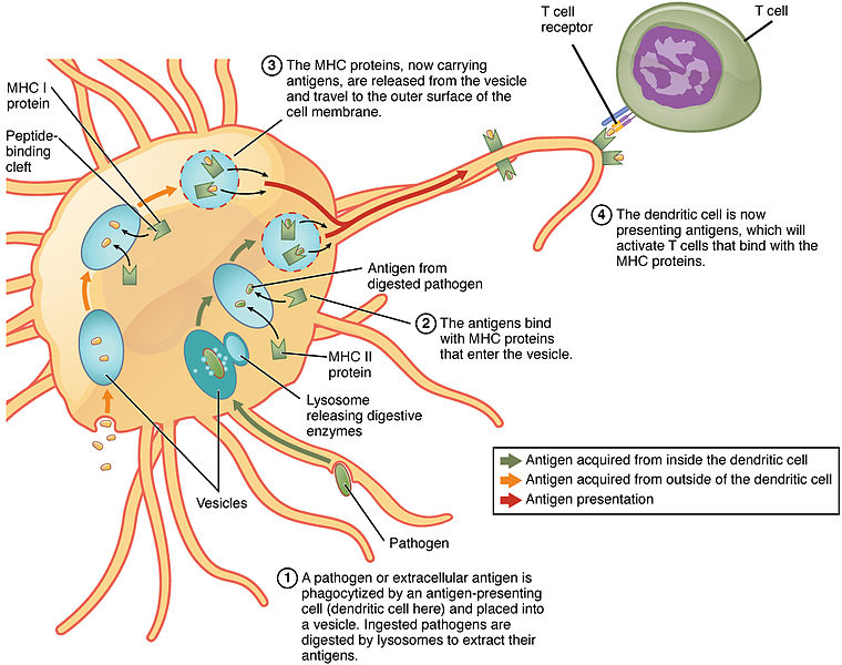 How Do Dendritic Cells Recognise Foreign Antigens