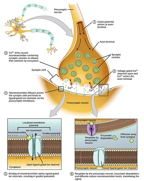 how-do-neurons-communicate-with-each-other-pediaa-com