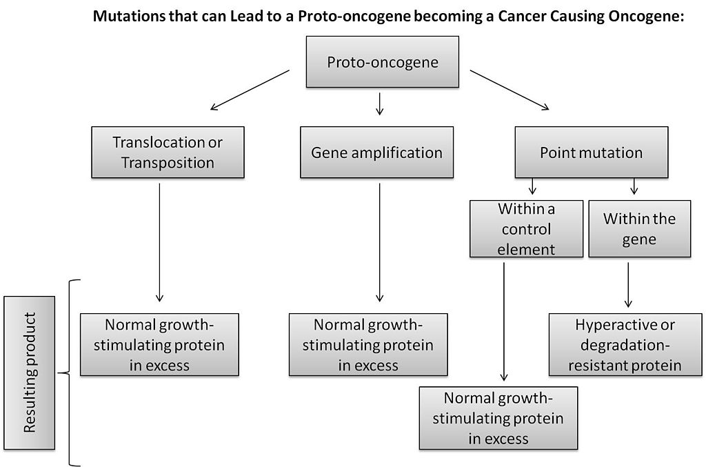 How Do Proto Oncogenes Become Oncogenes_Figure 2