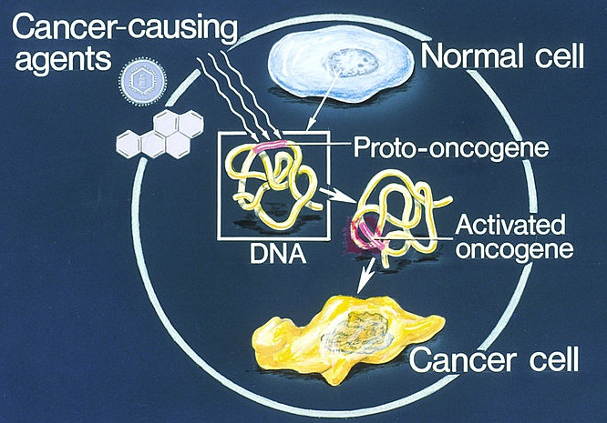 How Do Proto Oncogenes Become Oncogenes 