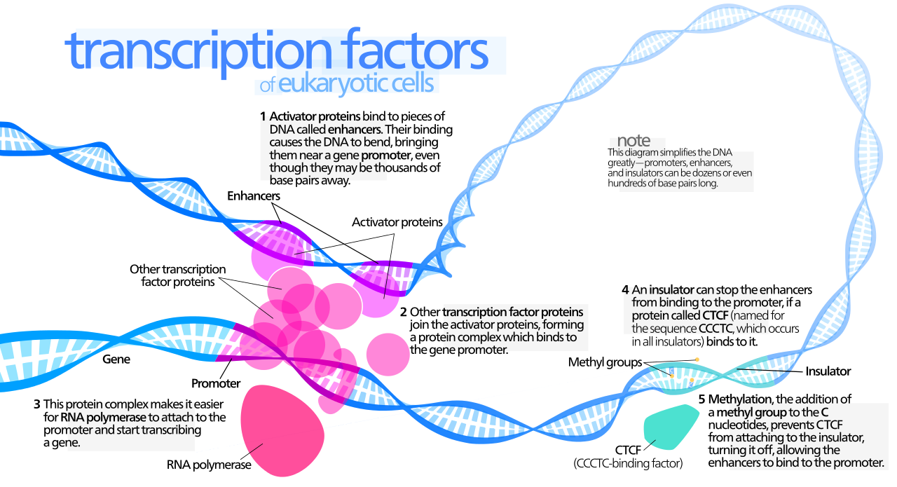 how-do-transcription-factors-work-pediaa-com