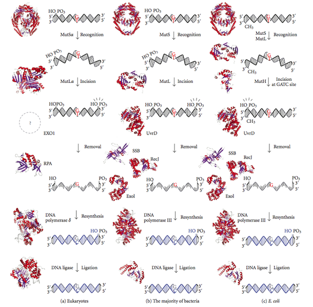 Miten DNA-polymeraasi ehkäisee mutaatioita_Kuva 3