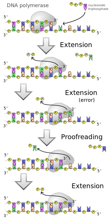 How Does DNA Polymerase Prevent Mutations_Figure 2