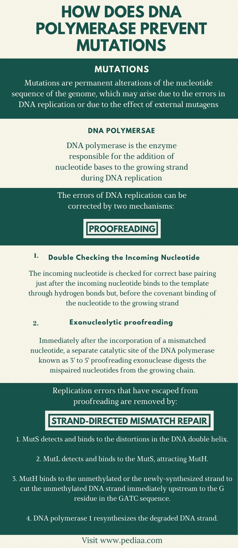 Hvordan forhindrer DNA-polymerase mutationer