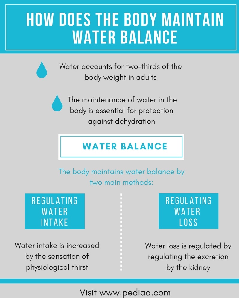 how-does-the-body-maintain-water-balance-pediaa-com