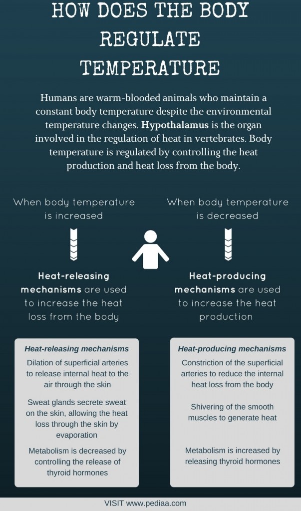 how-does-the-body-regulate-temperature-pediaa-com