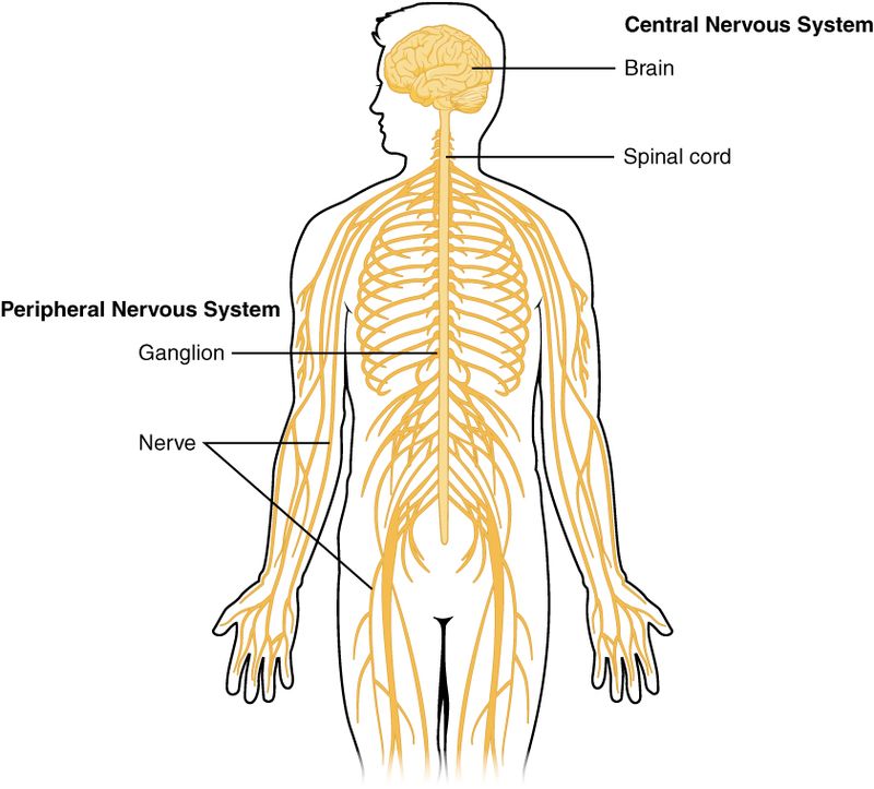 how-does-the-brain-receive-the-information-from-the-receptor-pediaa-com