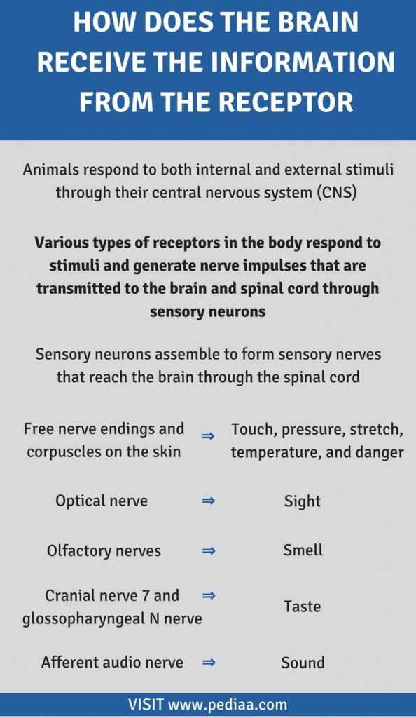 which-perspective-stressed-the-importance-of-our-bodies-brain-mind