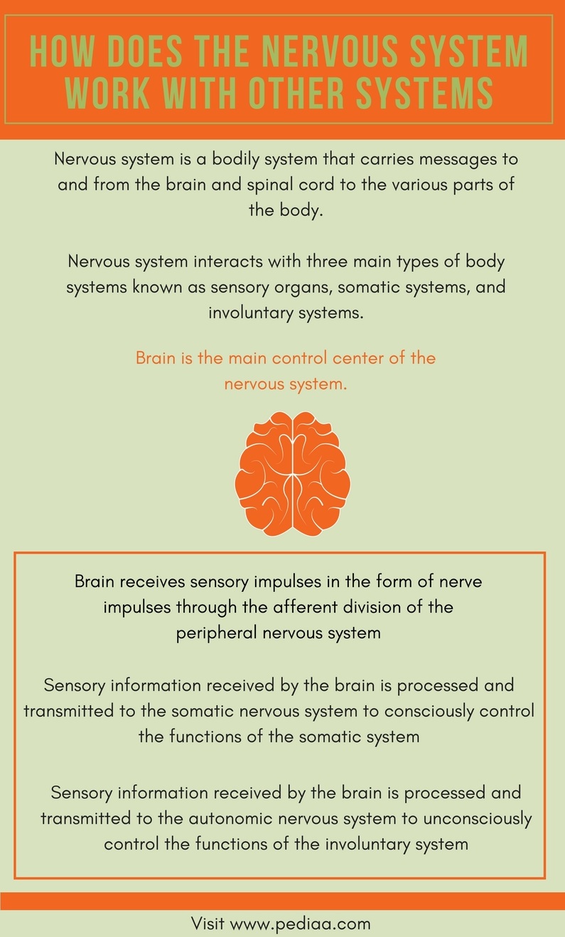 How Does the Nervous System Work with Other Systems - Pediaa.Com