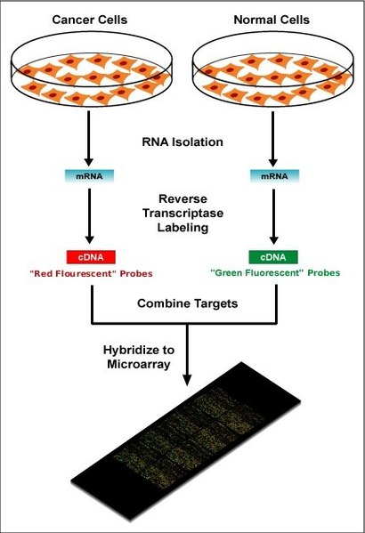 how-are-dna-microarrays-used-in-the-study-of-genomics-pediaa-com